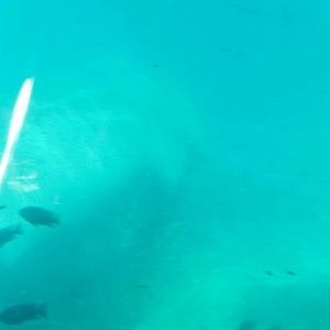 Meet your Posher, Curian